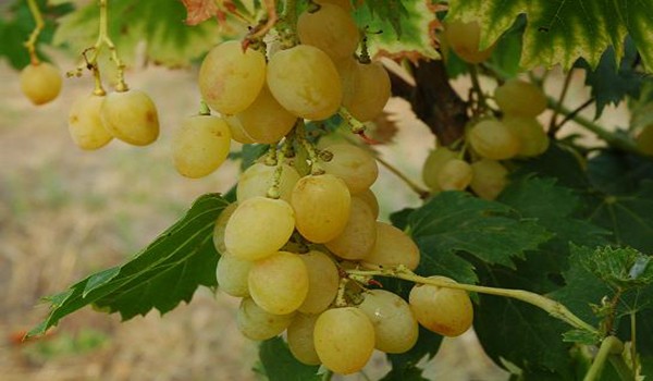 Non-covering grape varieties - types with photos and descriptions