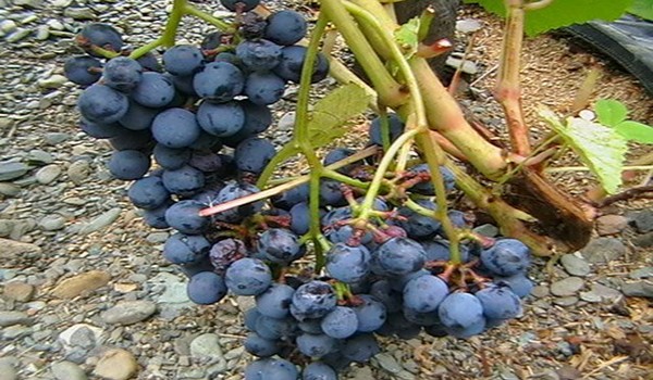 Non-covering grape varieties - types with photos and descriptions