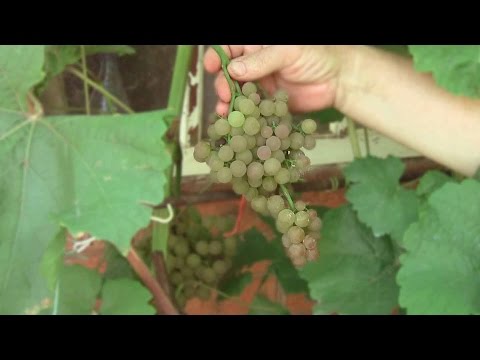 Non-covering grape varieties - types with photos and descriptions