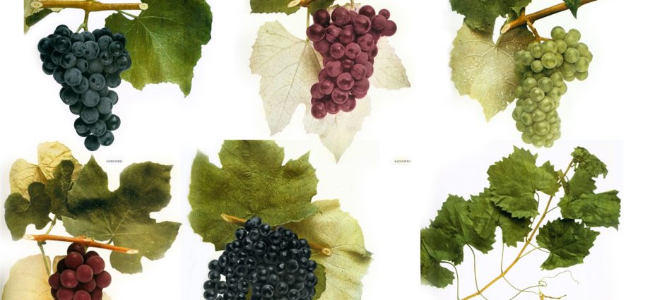 Non-covering grape varieties &#8211; types with photos and descriptions