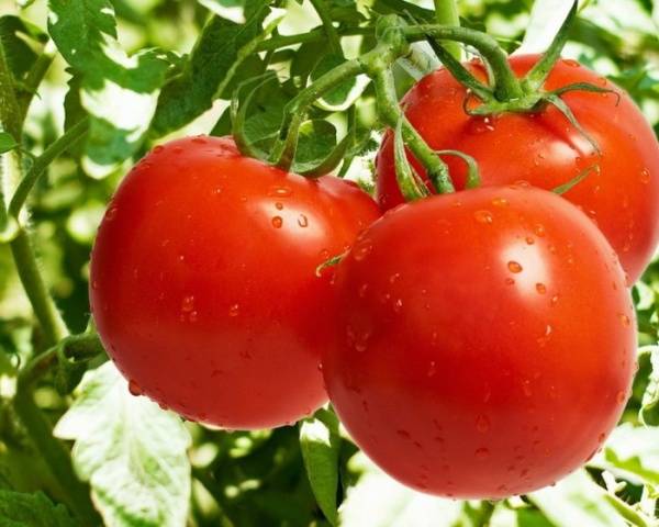 non-hybrid varieties of tomatoes