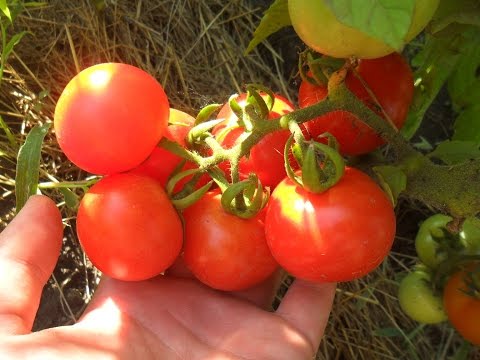 non-hybrid varieties of tomatoes