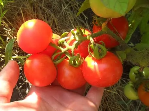 non-hybrid varieties of tomatoes