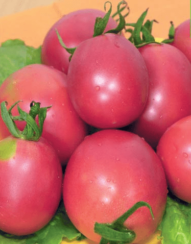 non-hybrid varieties of tomatoes