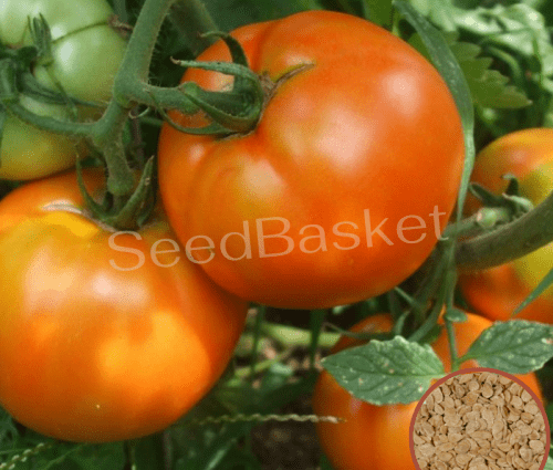 non-hybrid varieties of tomatoes