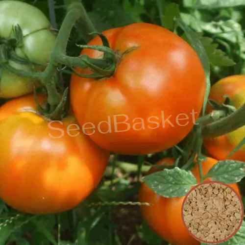 non-hybrid varieties of tomatoes