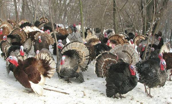 North Caucasian bronze turkeys