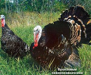 North Caucasian bronze turkeys