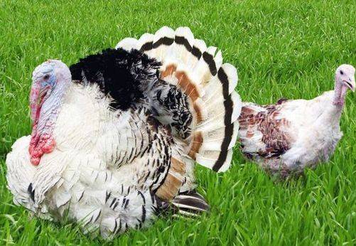 North Caucasian bronze turkeys