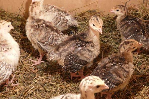 North Caucasian bronze turkeys