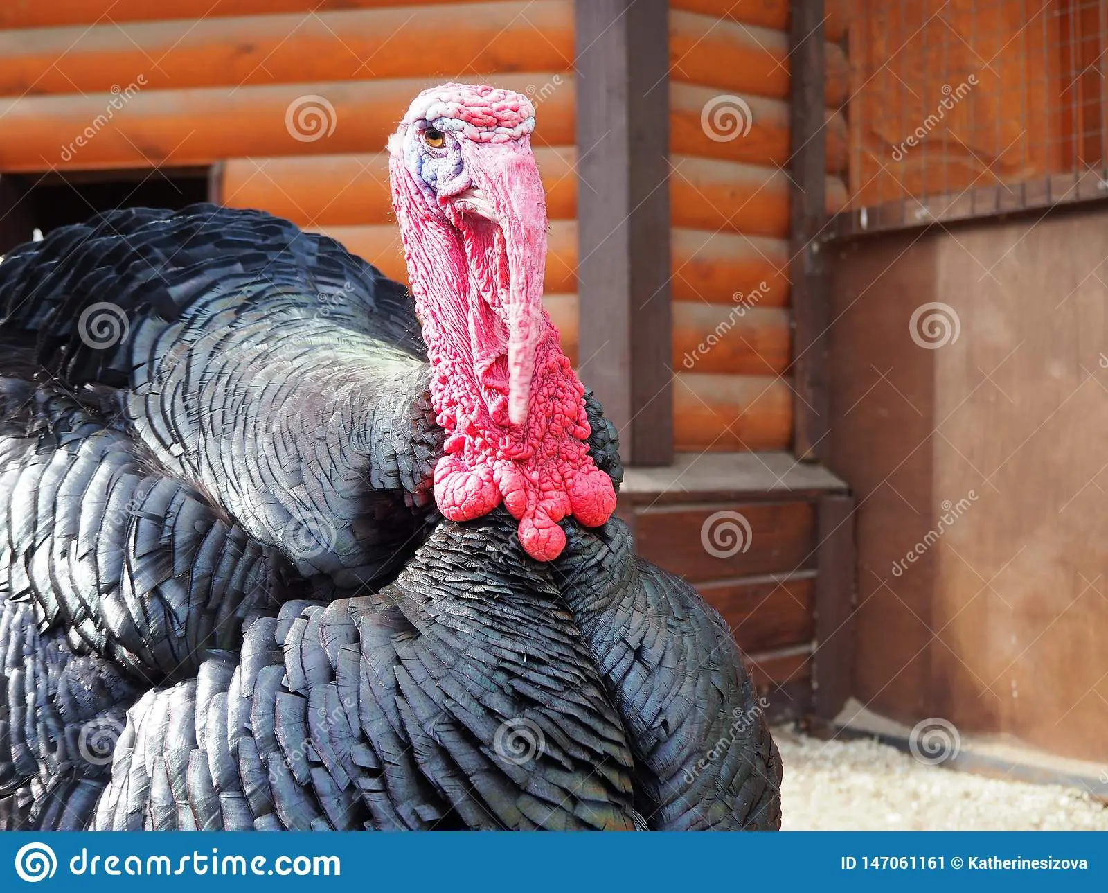 North Caucasian bronze turkeys