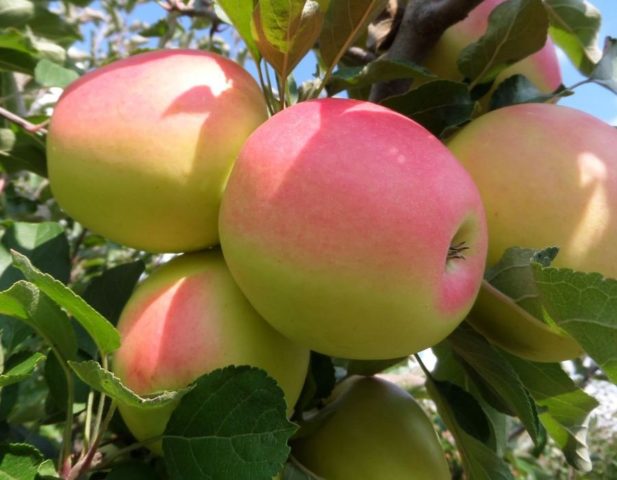 North Sinap apple tree: description, care, photos, keeping quality and reviews