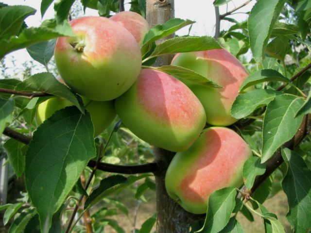 North Sinap apple tree: description, care, photos, keeping quality and reviews