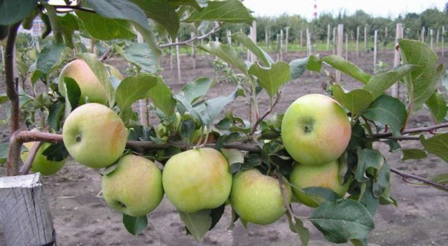 North Sinap apple tree: description, care, photos, keeping quality and reviews