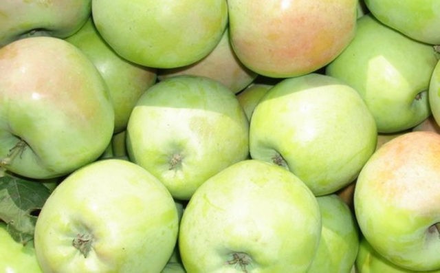 North Sinap apple tree: description, care, photos, keeping quality and reviews