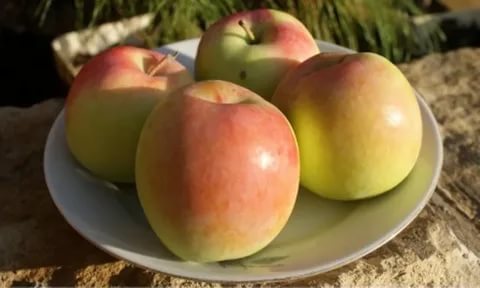 North Sinap apple tree: description, care, photos, keeping quality and reviews