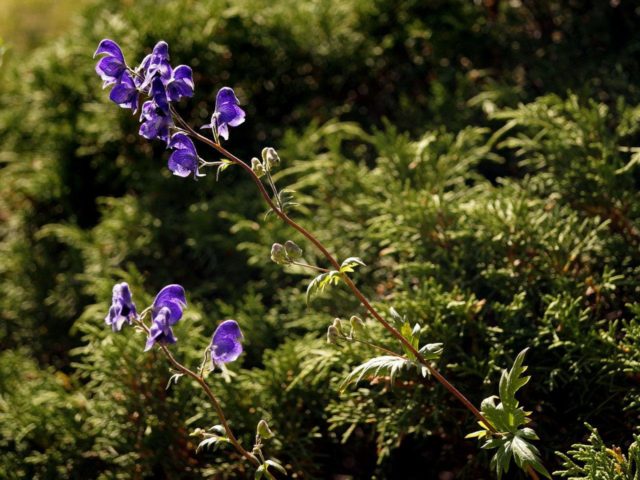 Northern aconite (wrestler): photo and description, application