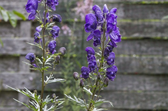 Northern aconite (wrestler): photo and description, application