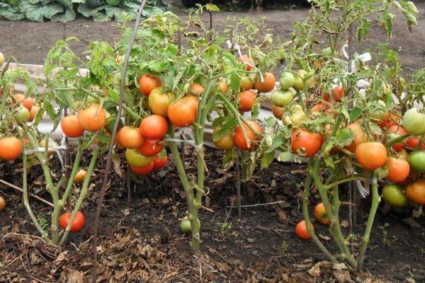 Northern Baby Tomatoes: variety description, photos, reviews