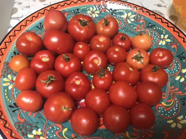 Northern Baby Tomatoes: variety description, photos, reviews