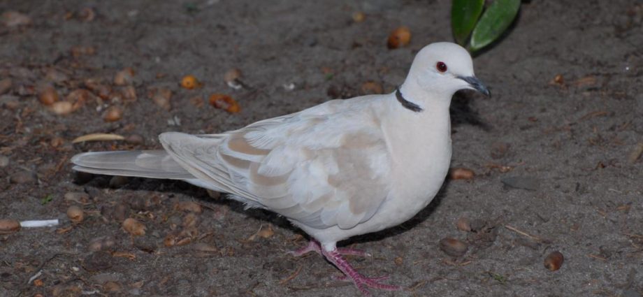 Northland dove