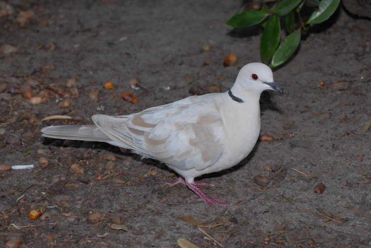 Northland dove