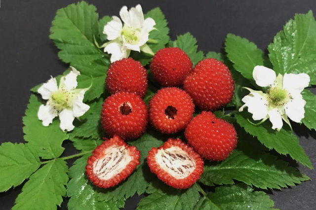 Norwegian raspberry: reviews, planting and care