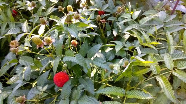 Norwegian raspberry: reviews, planting and care