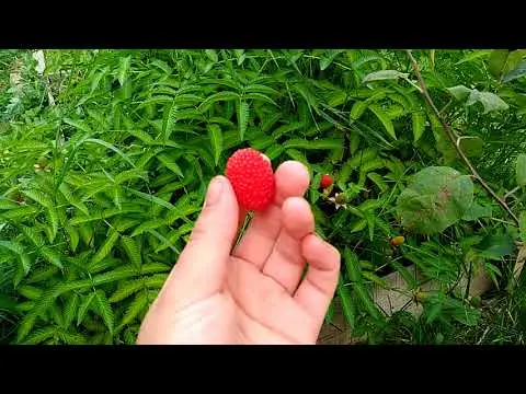 Norwegian raspberry: reviews, planting and care