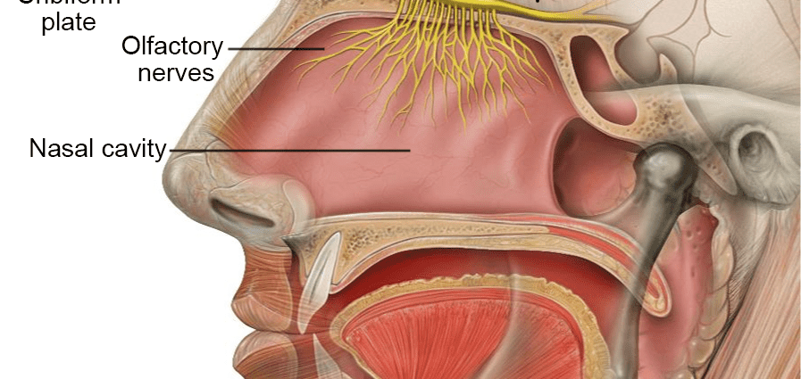 Nose &#8211; anatomy, shape, diseases. How does the organ of smell work?