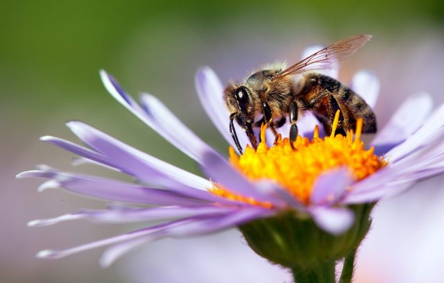 Nosemacid for bees