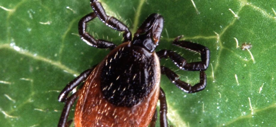 Not only Lyme disease. Ticks also cause tick-borne encephalitis. The first symptoms of the disease can be easily mistaken for the flu