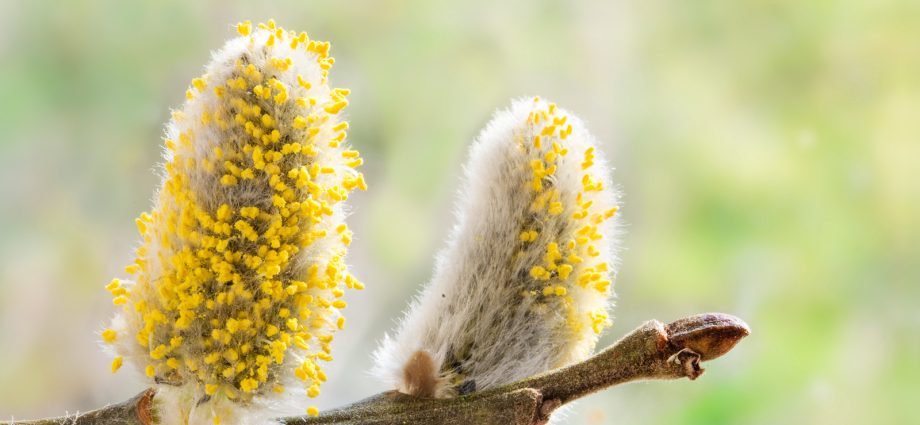 Not only pollen and dust &#8211; what else causes allergies?