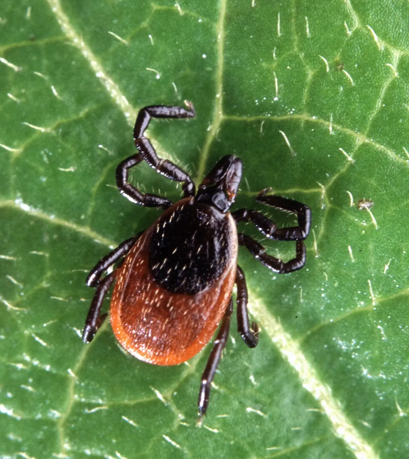 Not only ticks. Famous Polish insects that spread diseases. Be careful!