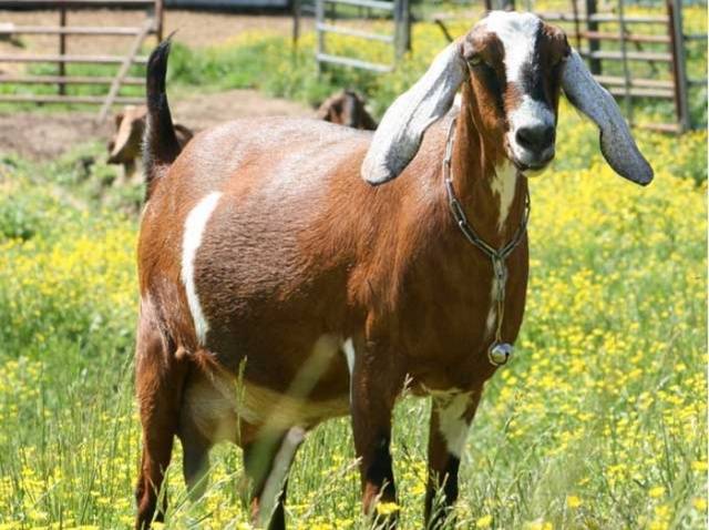 Nubian goat breed: maintenance, breeding and care