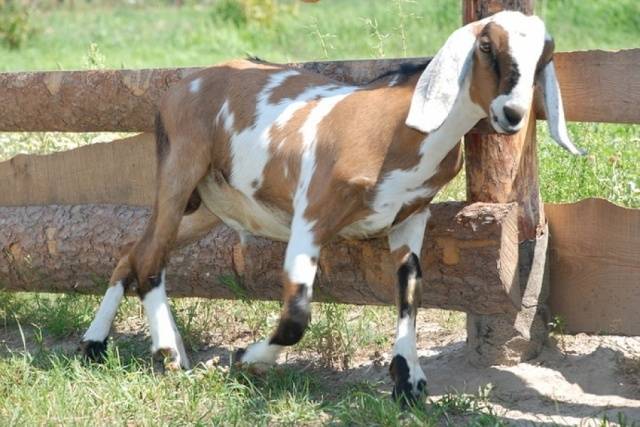 Nubian goat breed: maintenance, breeding and care