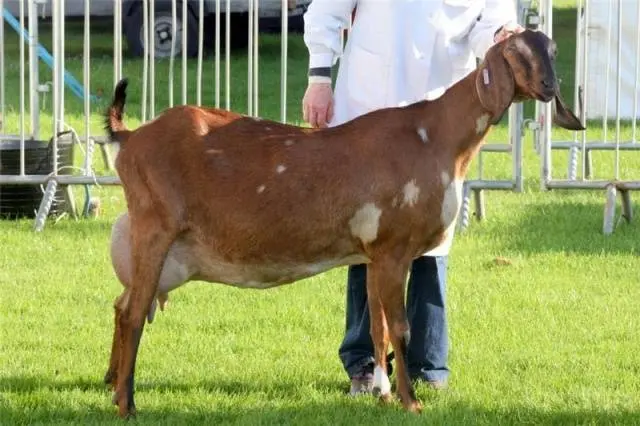 Nubian goat breed: maintenance, breeding and care