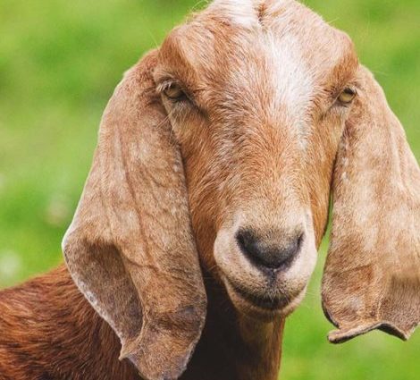 Nubian goat breed: maintenance, breeding and care