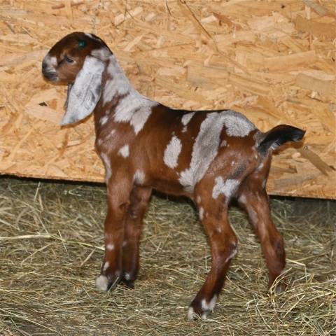 Nubian goat breed: maintenance, breeding and care