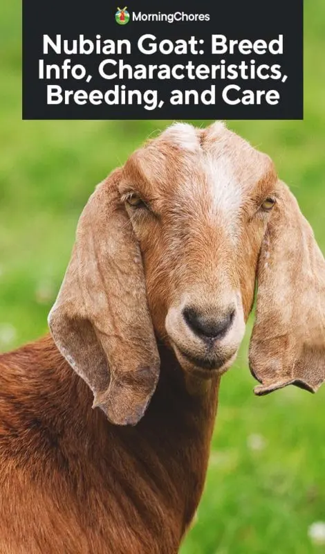 Nubian goat breed: maintenance, breeding and care