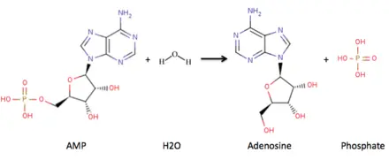 Nucleotidase (5-nucleotidase)