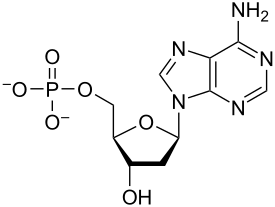 Nucleotide &#8211; functions and properties