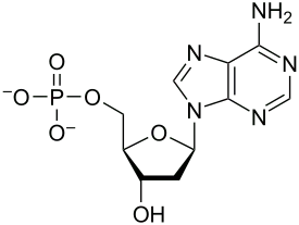 Nucleotide &#8211; functions and properties