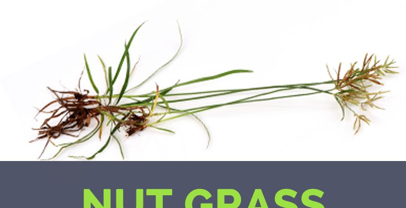 Nut grass: description, composition and useful properties of satiety + use of seasoning in cooking and traditional medicine