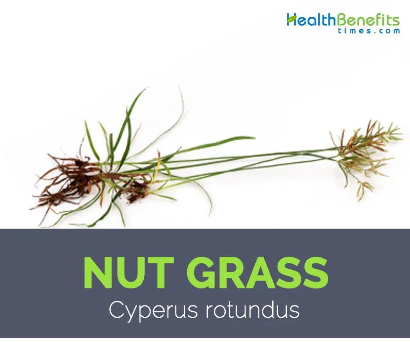 Nut grass: description, composition and useful properties of satiety + use of seasoning in cooking and traditional medicine