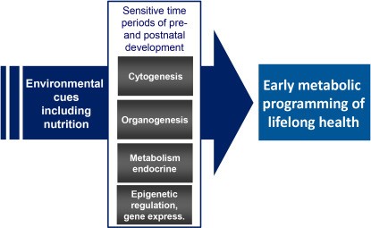 Nutrition in the first weeks of life has a long-term effect on health