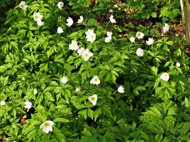 Oak Anemone: photo, planting and care