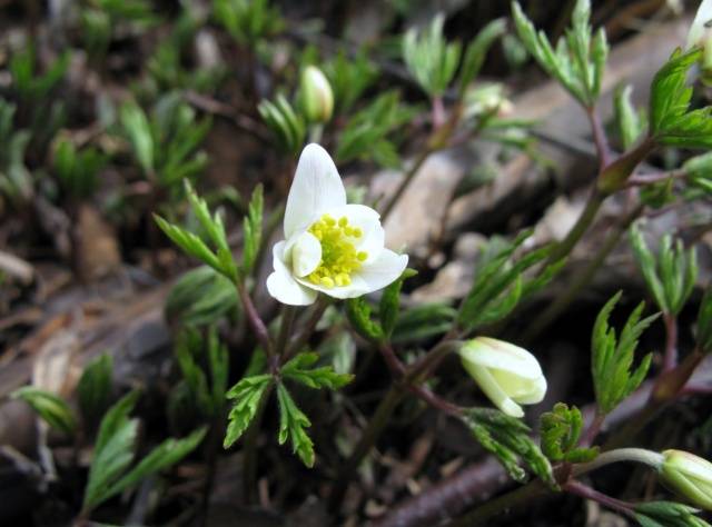 Oak Anemone: photo, planting and care