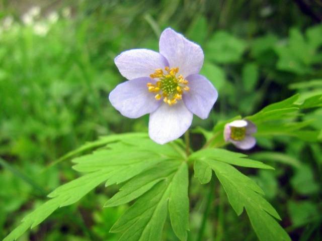 Oak Anemone: photo, planting and care