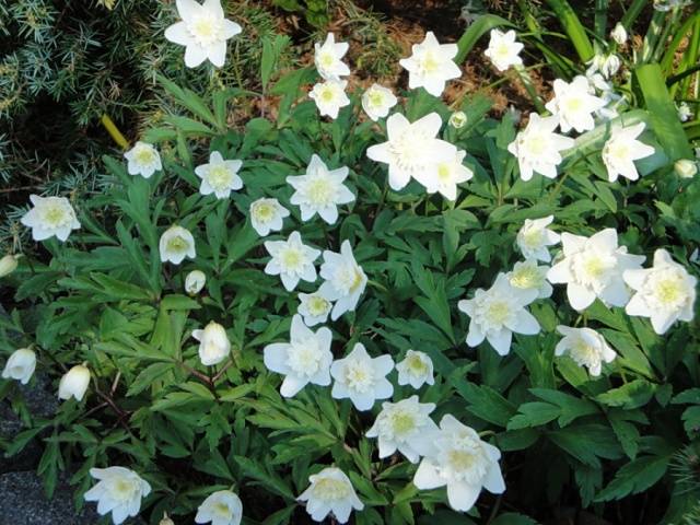 Oak Anemone: photo, planting and care